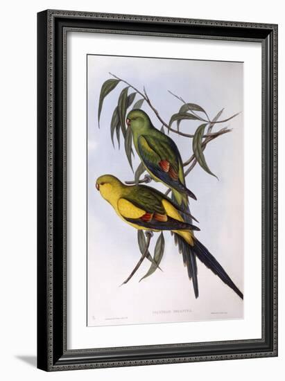 Regent Parrot (Polytelis Anthopeplus)-John Gould-Framed Giclee Print