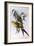 Regent Parrot (Polytelis Anthopeplus)-John Gould-Framed Giclee Print