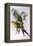 Regent Parrot (Polytelis Anthopeplus)-John Gould-Framed Premier Image Canvas