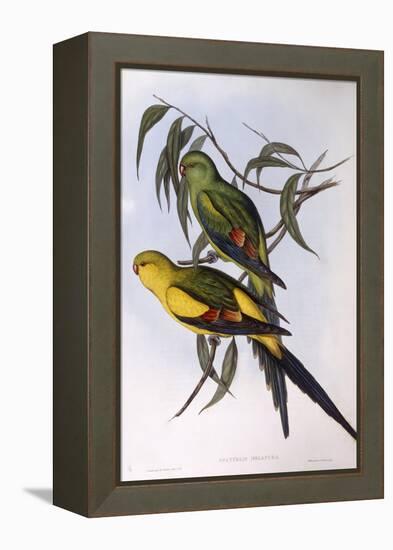 Regent Parrot (Polytelis Anthopeplus)-John Gould-Framed Premier Image Canvas