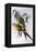 Regent Parrot (Polytelis Anthopeplus)-John Gould-Framed Premier Image Canvas