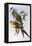 Regent Parrot (Polytelis Anthopeplus)-John Gould-Framed Premier Image Canvas