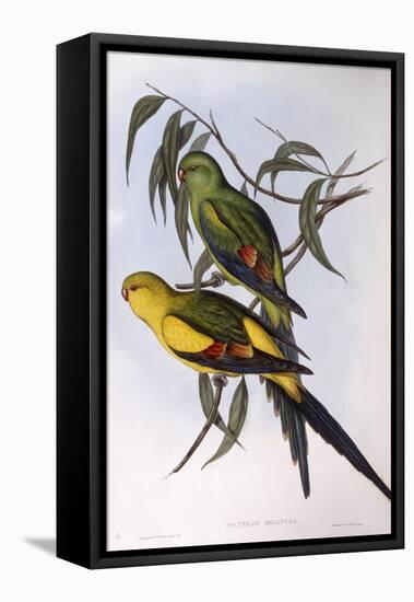 Regent Parrot (Polytelis Anthopeplus)-John Gould-Framed Premier Image Canvas