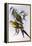 Regent Parrot (Polytelis Anthopeplus)-John Gould-Framed Premier Image Canvas