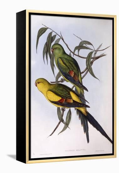 Regent Parrot (Polytelis Anthopeplus)-John Gould-Framed Premier Image Canvas