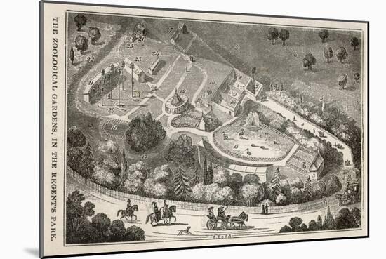 Regent's Park London: a Bird's Eye View of the Gardens of the Zoological Society-I. Dodd-Mounted Art Print