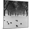 Regent's Park, London. Pigeons on a Snowy Path with People Walking Away Through an Avenue of Trees-John Gay-Mounted Photographic Print