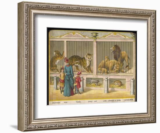 Regent's Park Zoo London Visitors Admire Lions Tigers and Other Cats-null-Framed Art Print