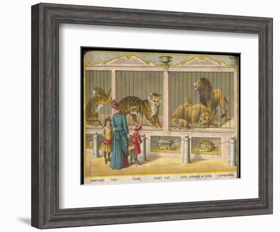 Regent's Park Zoo London Visitors Admire Lions Tigers and Other Cats-null-Framed Art Print