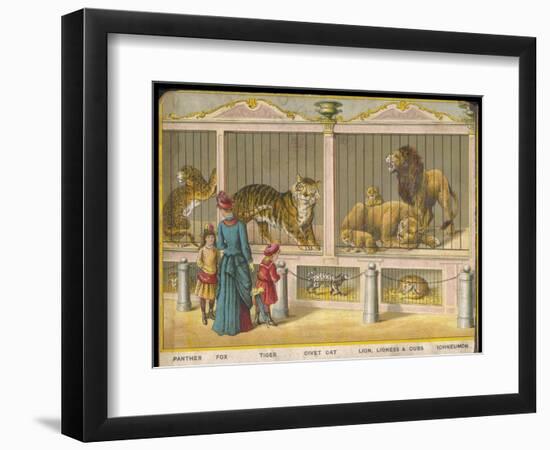 Regent's Park Zoo London Visitors Admire Lions Tigers and Other Cats-null-Framed Art Print