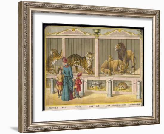 Regent's Park Zoo London Visitors Admire Lions Tigers and Other Cats-null-Framed Art Print
