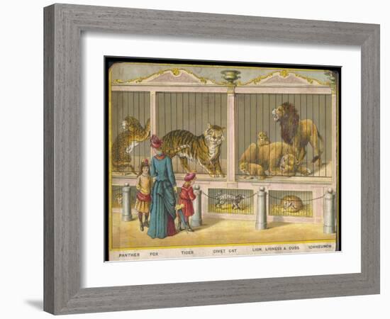 Regent's Park Zoo London Visitors Admire Lions Tigers and Other Cats-null-Framed Art Print