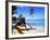 Reggae Singer with Guitar on Beach, Sainte Anne, Guadeloupe-Bill Bachmann-Framed Photographic Print