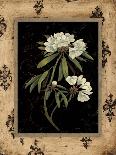 Silver Rhododendron-Regina-Andrew Design-Art Print