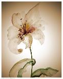 Blossom in Sienna II-Regina-Framed Art Print