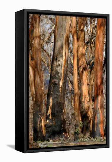 Regrow on Gum Trees after Bush Fire-null-Framed Premier Image Canvas
