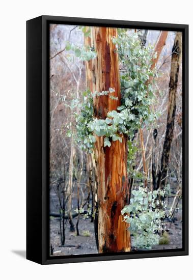 Regrow on Gum Trees after Bush Fire-null-Framed Premier Image Canvas