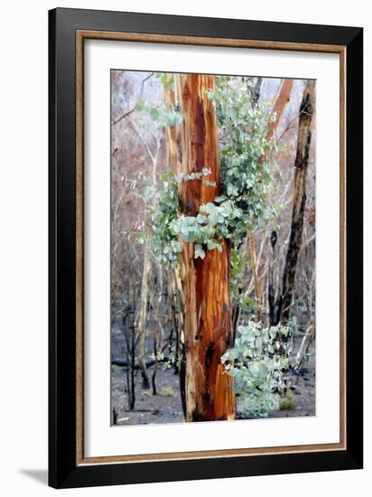 Regrow on Gum Trees after Bush Fire-null-Framed Photographic Print