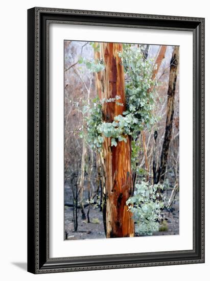 Regrow on Gum Trees after Bush Fire-null-Framed Photographic Print