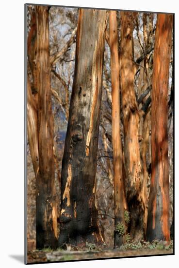 Regrow on Gum Trees after Bush Fire-null-Mounted Photographic Print