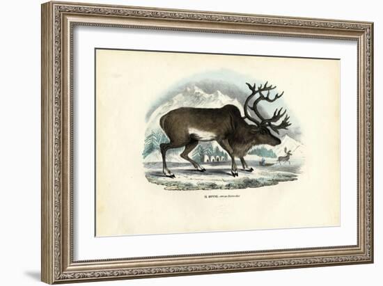 Reindeer, 1863-79-Raimundo Petraroja-Framed Giclee Print