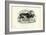 Reindeer, 1863-79-Raimundo Petraroja-Framed Giclee Print