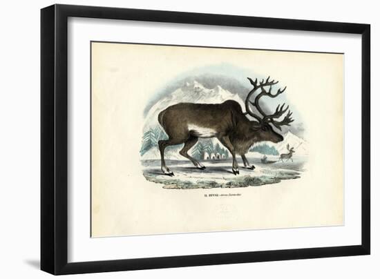 Reindeer, 1863-79-Raimundo Petraroja-Framed Giclee Print