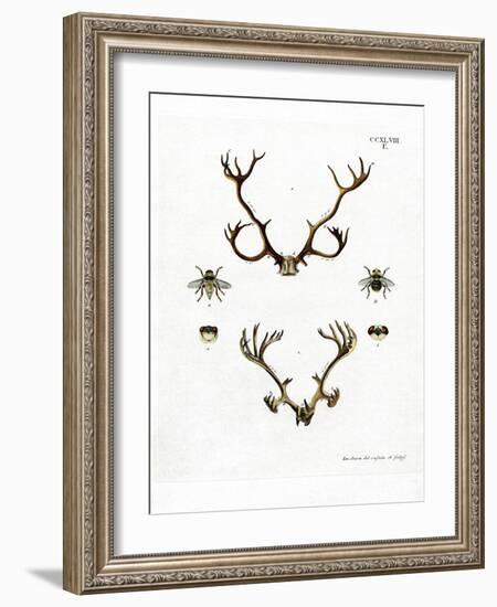 Reindeer Antlers-null-Framed Giclee Print