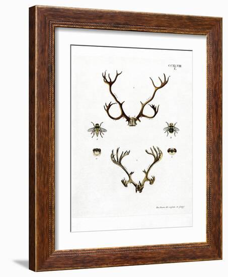 Reindeer Antlers-null-Framed Giclee Print