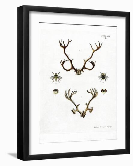 Reindeer Antlers-null-Framed Giclee Print