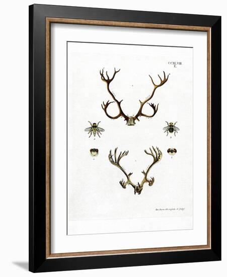 Reindeer Antlers-null-Framed Giclee Print