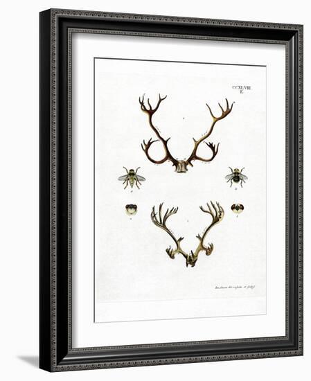 Reindeer Antlers-null-Framed Giclee Print