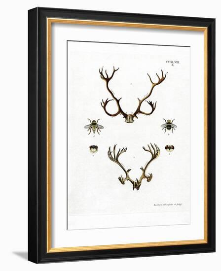 Reindeer Antlers-null-Framed Giclee Print