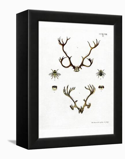 Reindeer Antlers-null-Framed Premier Image Canvas