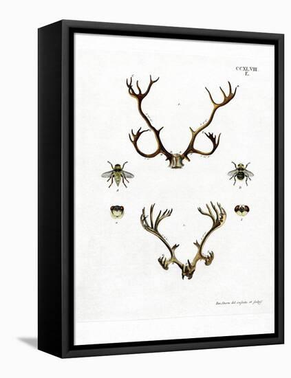 Reindeer Antlers-null-Framed Premier Image Canvas