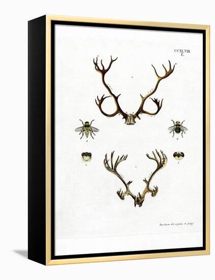 Reindeer Antlers-null-Framed Premier Image Canvas