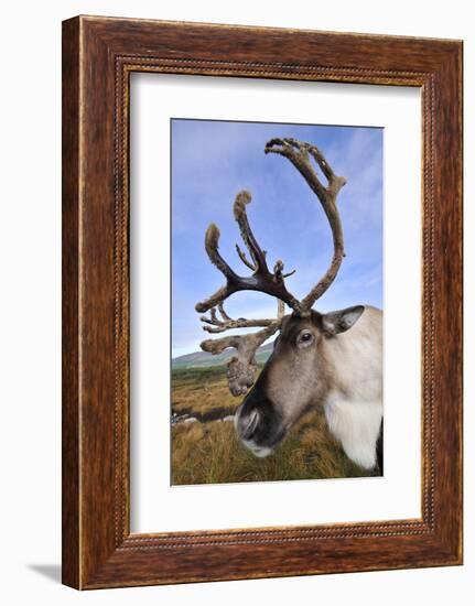 Reindeer bull reindeer with antlers in velvet, Cairngorm National Park, Speyside, Scotland,-Laurie Campbell-Framed Photographic Print