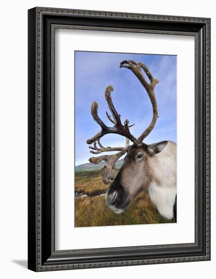 Reindeer bull reindeer with antlers in velvet, Cairngorm National Park, Speyside, Scotland,-Laurie Campbell-Framed Photographic Print