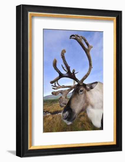 Reindeer bull reindeer with antlers in velvet, Cairngorm National Park, Speyside, Scotland,-Laurie Campbell-Framed Photographic Print