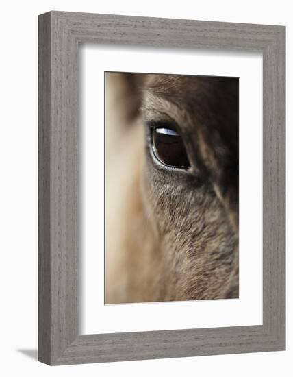 Reindeer Close Up Of Eye-Laurie Campbell-Framed Photographic Print