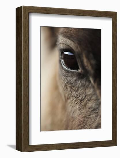 Reindeer Close Up Of Eye-Laurie Campbell-Framed Photographic Print