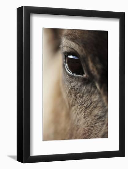 Reindeer Close Up Of Eye-Laurie Campbell-Framed Photographic Print