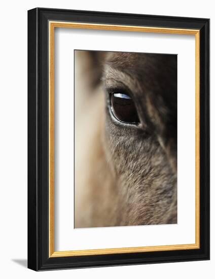 Reindeer Close Up Of Eye-Laurie Campbell-Framed Photographic Print