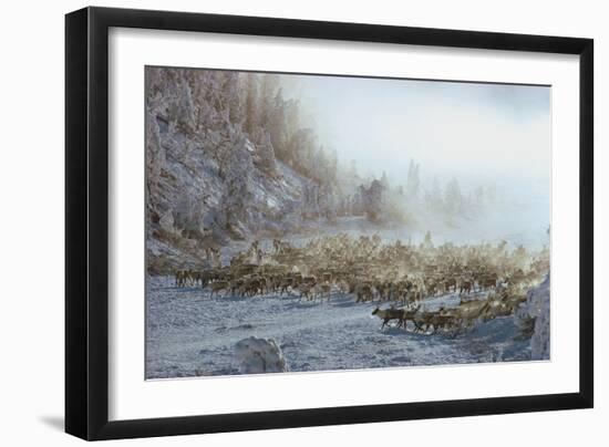 Reindeer, Elk, Caribou or Similar Herd of Animals in Snow Covered Winter Landscape, N…, 1960S (Phot-Dean Conger-Framed Giclee Print