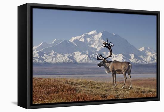 Reindeer, Enali National Park-Steven Kazlowski-Framed Premier Image Canvas