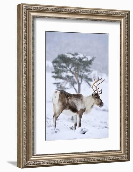 Reindeer female from reintroduced herd, Cairngorm National Park, Scotland-Laurie Campbell-Framed Photographic Print