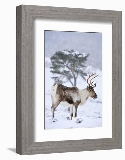 Reindeer female from reintroduced herd, Cairngorm National Park, Scotland-Laurie Campbell-Framed Photographic Print