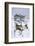 Reindeer female from reintroduced herd, Cairngorm National Park, Scotland-Laurie Campbell-Framed Photographic Print