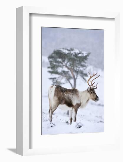 Reindeer female from reintroduced herd, Cairngorm National Park, Scotland-Laurie Campbell-Framed Photographic Print