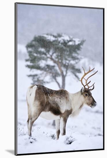 Reindeer female from reintroduced herd, Cairngorm National Park, Scotland-Laurie Campbell-Mounted Photographic Print